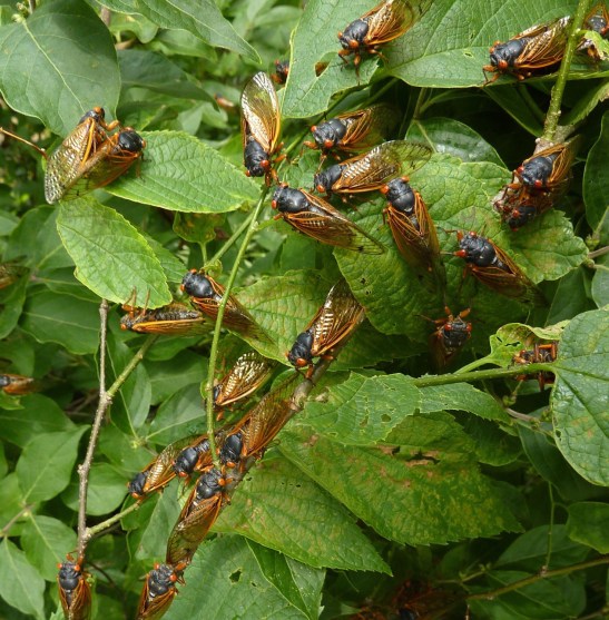 cicadas_bug_music_web