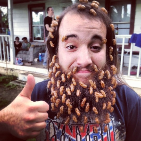 TheCicadasAreComingPhotographicProofjimijimiyork