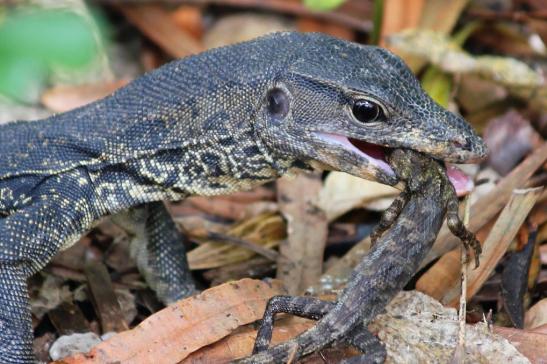 lizard_eating_lizard