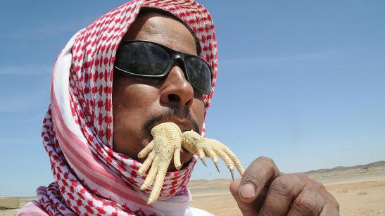 lizard_rtxyufe_ah_61554